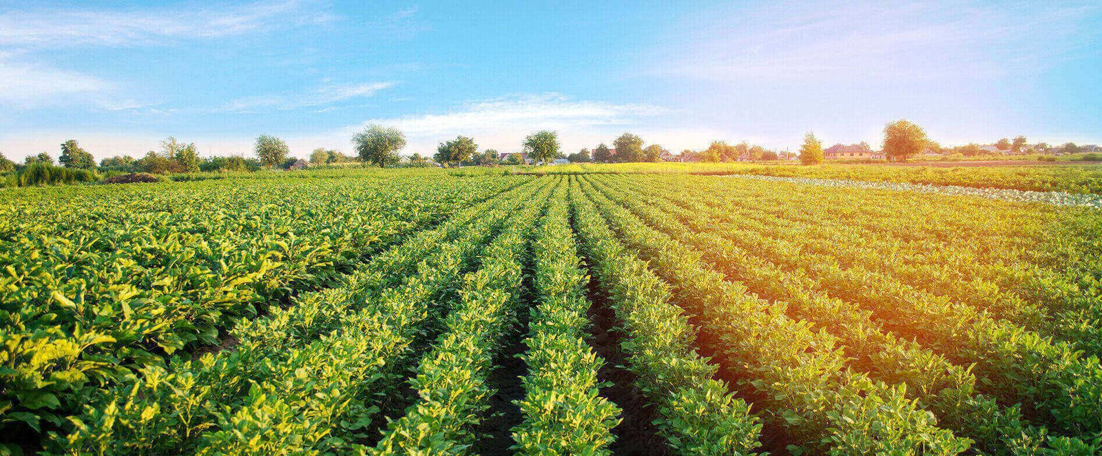 Activated Sludge Process ( ASP)1 (8)